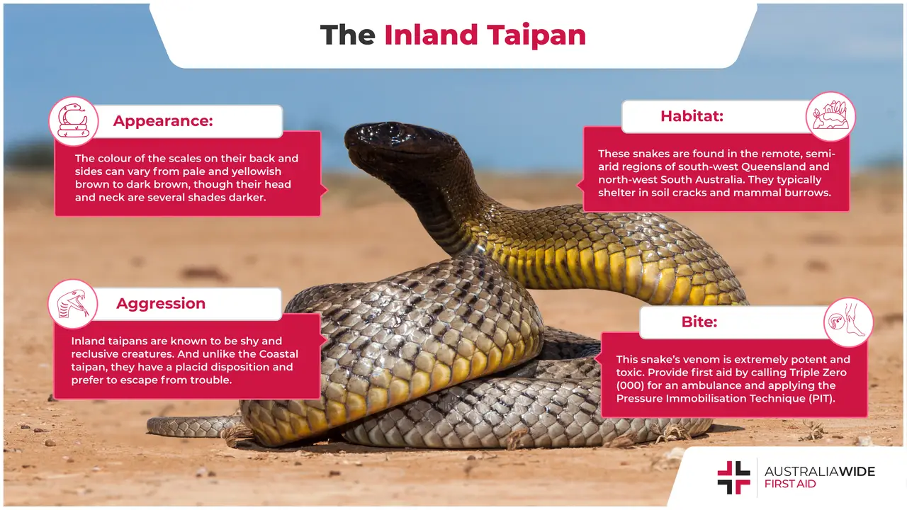 Infographic about the Inland Taipan